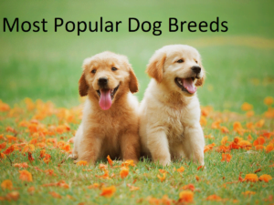 Most Popular Dog Breeds