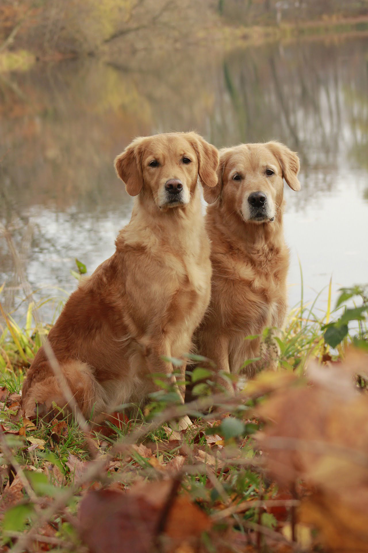 Canine Companions