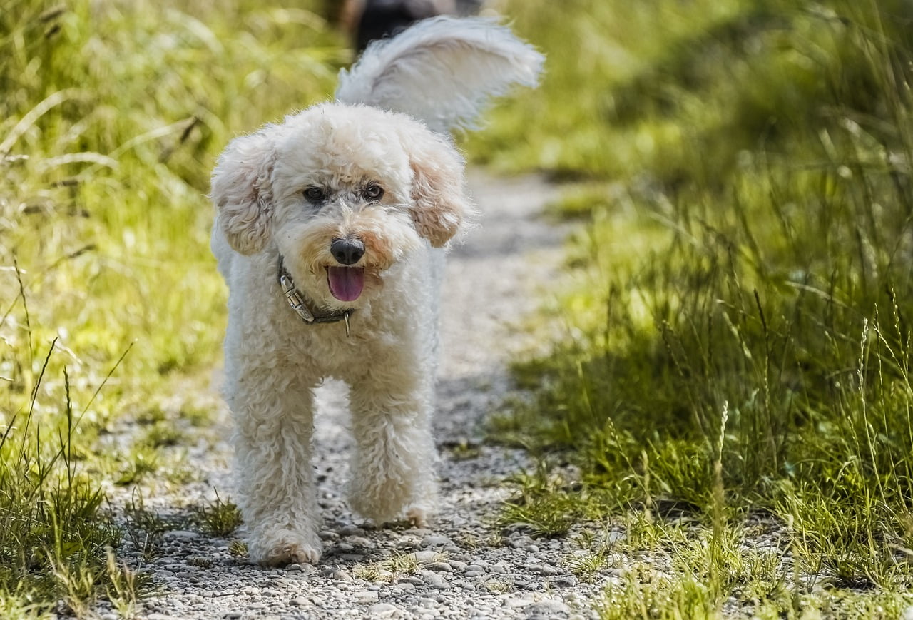 Canine Companions