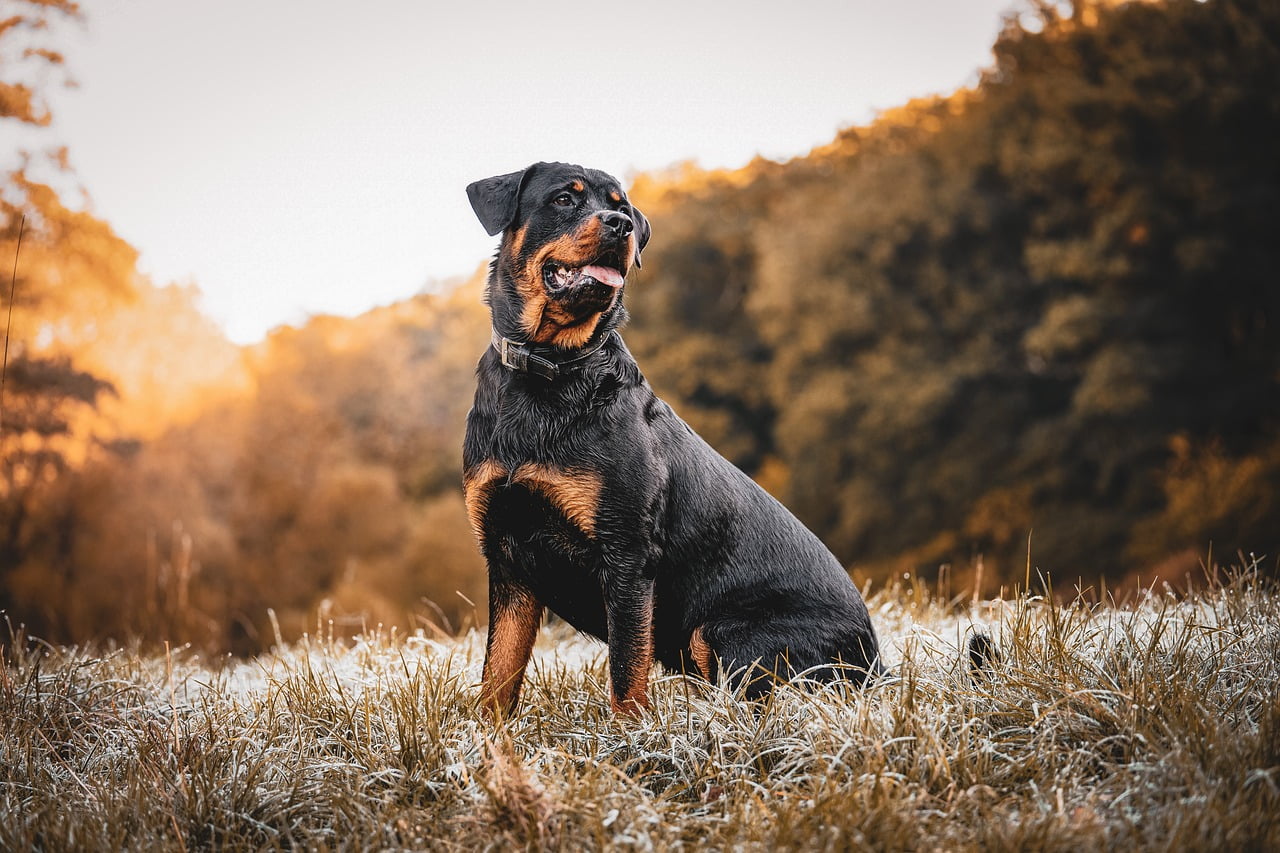 Canine Companions